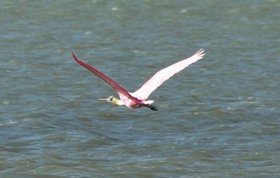Culhereiro sobrevoa a Laguna de Tiraya, na península de Paraguaná, ponto mais ao norte da Venezuela